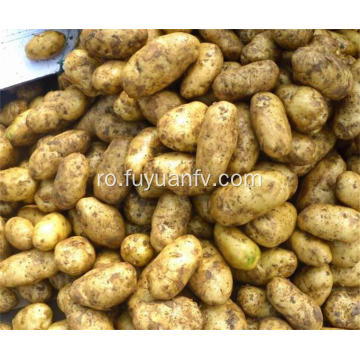 Hotsale cartofi proaspeți de bună calitate